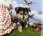 Small #14 Morkie