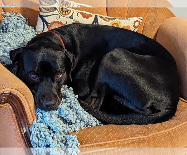 Medium Photo #2 Labrador Retriever-Unknown Mix Puppy For Sale in Oakhurst, NJ, USA