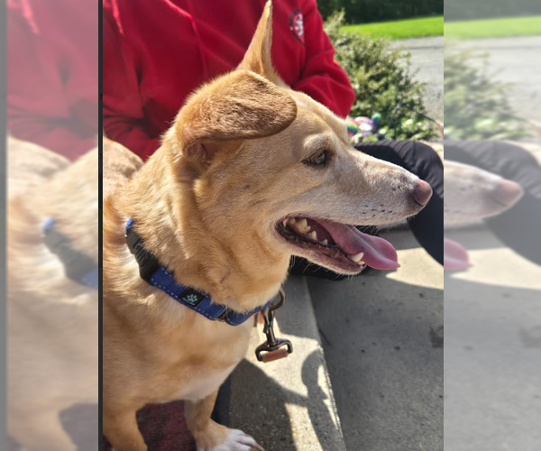 Medium Photo #3 Chiweenie Puppy For Sale in Cranston, RI, USA
