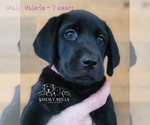 Small Photo #4 Labrador Retriever Puppy For Sale in POCAHONTAS, IL, USA