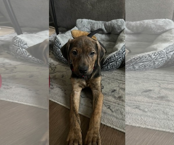 Medium Photo #2 Plott Hound-Retriever  Mix Puppy For Sale in Mechanicsburg, PA, USA