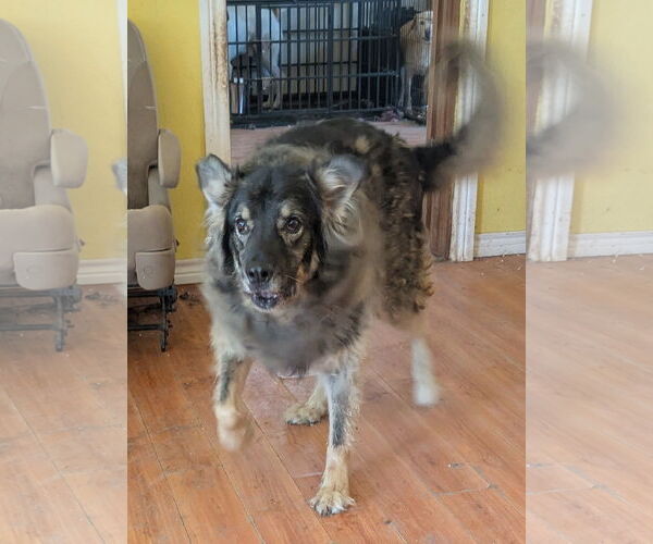 Medium Photo #2 German Shepherd Dog-Unknown Mix Puppy For Sale in Orange Grove, TX, USA