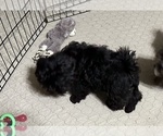 Small #9 ShihPoo