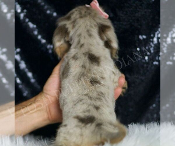 Medium Photo #6 Dachshund Puppy For Sale in WARSAW, IN, USA