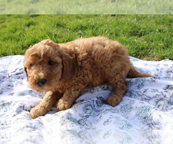 Medium Photo #1 Goldendoodle (Miniature) Puppy For Sale in BLOOMINGTON, IN, USA