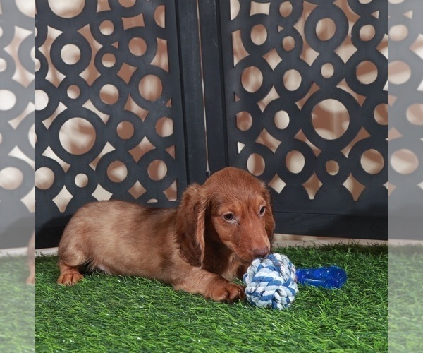 Medium Photo #4 Dachshund Puppy For Sale in MOUNT VERNON, OH, USA