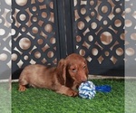 Small #3 Dachshund