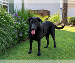 Small #3 Labrador Retriever Mix