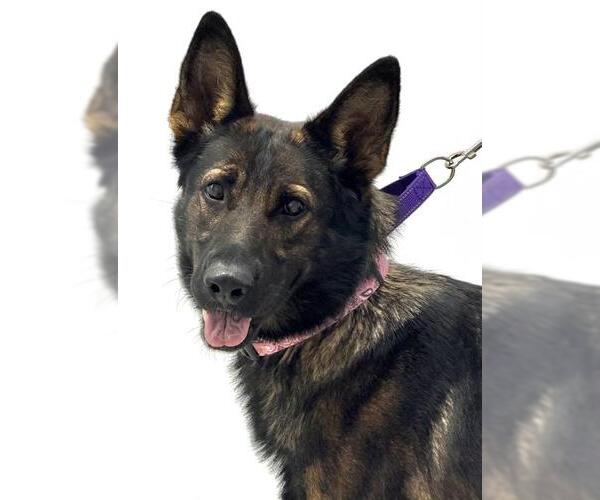 Medium Photo #1 German Shepherd Dog Puppy For Sale in Canfield, OH, USA