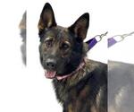 Small German Shepherd Dog