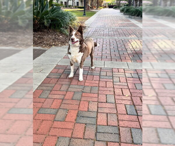 Medium Photo #5 Aussie Siberian Puppy For Sale in Cumming, GA, USA