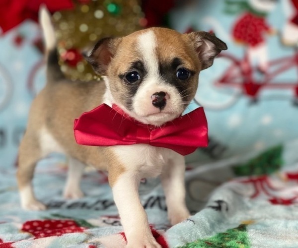 Medium Photo #1 Chihuahua Puppy For Sale in LANCASTER, PA, USA