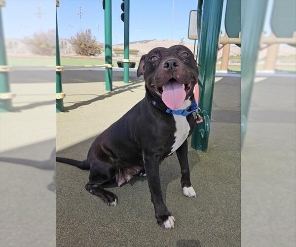 Medium Photo #1 Mutt Puppy For Sale in Fremont, CA, USA
