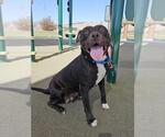 KIRA - Female Mutt Dog for Adoption - Small photo