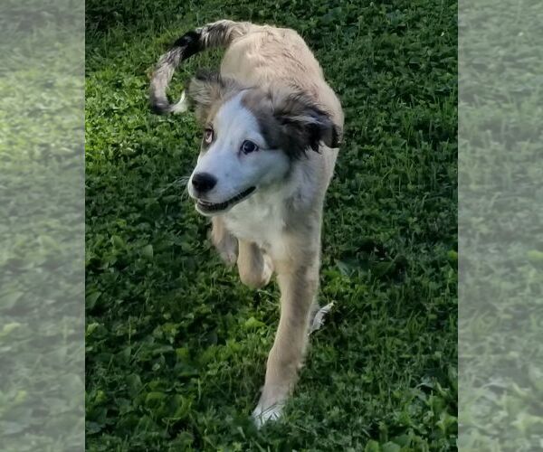 Medium Photo #4 Border-Aussie Puppy For Sale in Columbus, IN, USA
