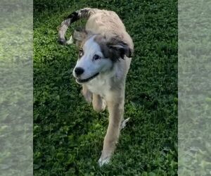 Link - Male Border-Aussie Dog for Adoption - Photo #4