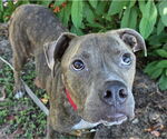 Small #1 American Pit Bull Terrier Mix