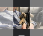 Puppy 4 Australian Shepherd-Great Dane Mix