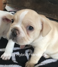 Faux Frenchbo Bulldog-French Bulldog Mix Puppy for sale in CORTLAND, IL, USA