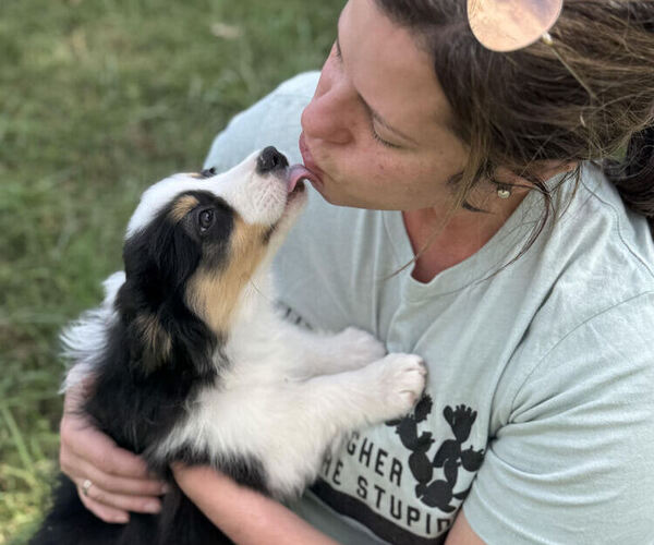 Medium Photo #14 Miniature American Shepherd Puppy For Sale in NOLENSVILLE, TN, USA