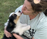 Small #13 Miniature American Shepherd