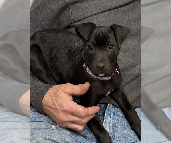 Medium Photo #14 Mutt Puppy For Sale in OKLAHOMA CITY, OK, USA