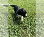 Small #1 Goldendoodle