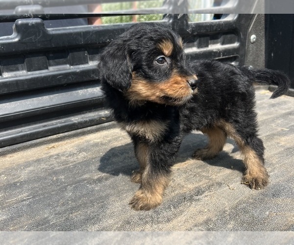 Medium Photo #12 Aussiedoodle-Poodle (Standard) Mix Puppy For Sale in RUSSELL, IA, USA
