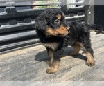 Small Photo #12 Aussiedoodle-Poodle (Standard) Mix Puppy For Sale in RUSSELL, IA, USA