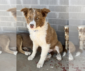 Border Collie Puppy for Sale in ABERNATHY, Texas USA