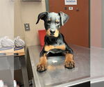 Small Rottweiler Mix