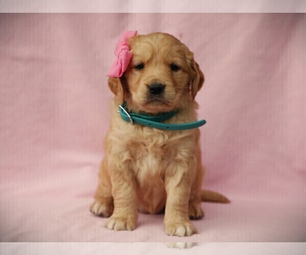 Medium Photo #4 Golden Retriever Puppy For Sale in LIBERTY, KY, USA