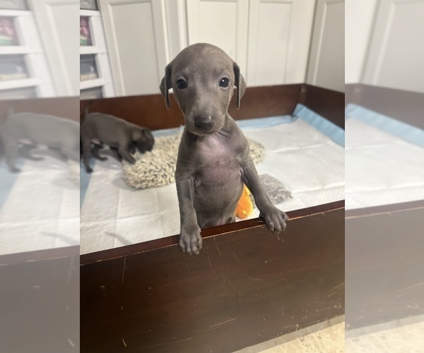 Medium Photo #4 Italian Greyhound Puppy For Sale in GLEN BURNIE, MD, USA