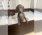 Small #3 Italian Greyhound