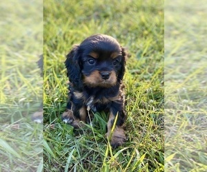 Cavalier King Charles Spaniel Puppy for sale in REDDING, CA, USA