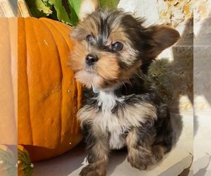 Maltese Puppy for sale in JONESTOWN, TX, USA