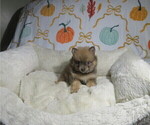 Litter of 3 - Male(s) and Female(s) PomeranianLitter of Puppies for Sale - Photo #3