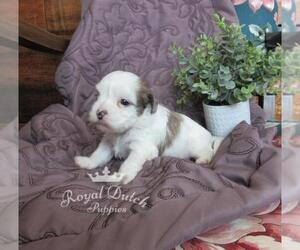 ShihPoo Puppy for sale in LE MARS, IA, USA