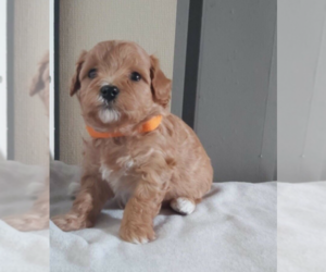 Bloodhound Puppy for sale in SAN JOSE, CA, USA