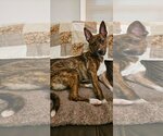 Small Photo #5 Plott Hound-Unknown Mix Puppy For Sale in Myrtle Beach, SC, USA