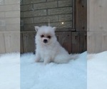 Small Photo #20 Pomeranian Puppy For Sale in CARTHAGE, TX, USA