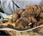 Small Photo #16 Labrador Retriever-Unknown Mix Puppy For Sale in Mount Laurel, NJ, USA