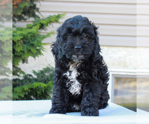 Cocker Spaniel-Poodle (Miniature) Mix Puppy for sale in HONEY BROOK, PA, USA