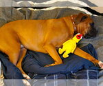 Small #3 Boxer