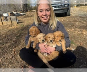 Golden Retriever Litter for sale in APPOMATTOX, VA, USA