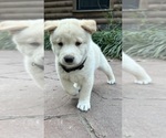 Small Photo #28 Shiba Inu Puppy For Sale in NEW ATHENS, IL, USA