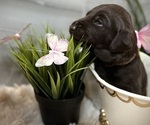 Puppy Brownie Labrador Retriever