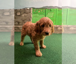 Small #15 Goldendoodle