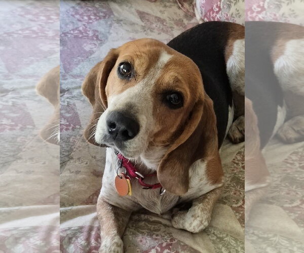 Medium Photo #16 Beagle Puppy For Sale in Dunnellon, FL, USA