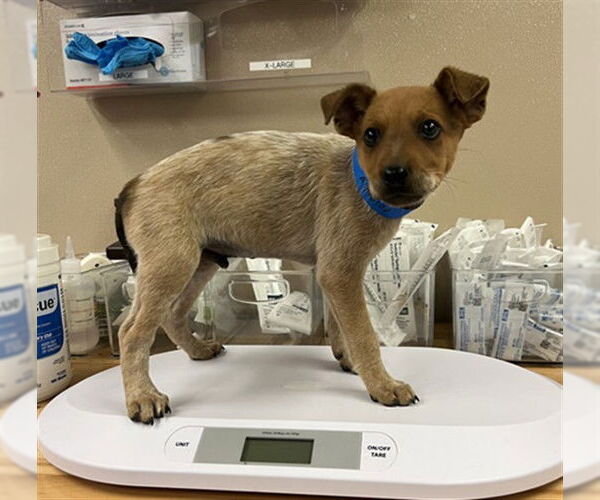 Medium Photo #1 Mutt Puppy For Sale in Rancho Cucamonga, CA, USA